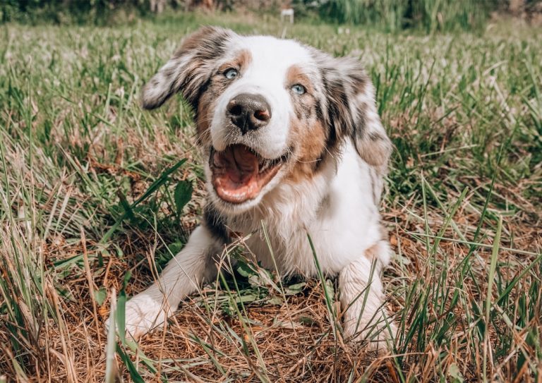 Sådan passer du bedst på din hund: Vigtige tips og råd