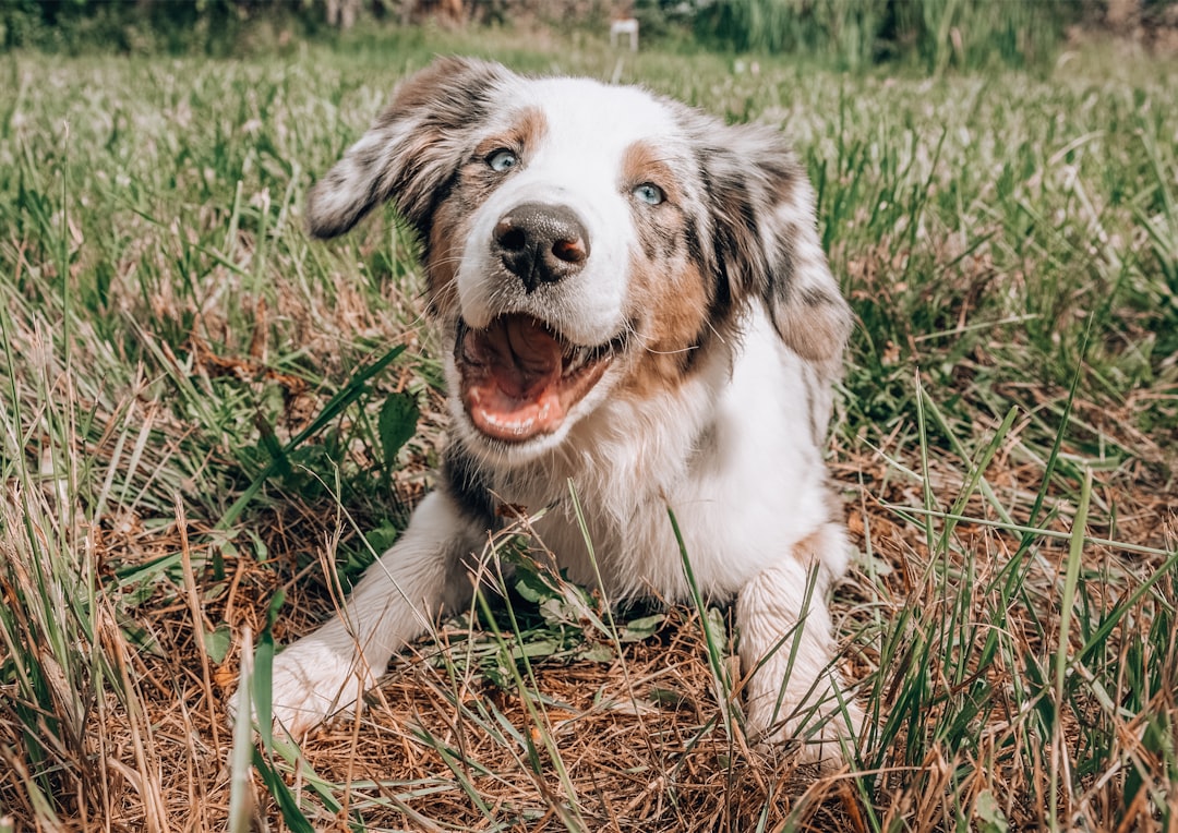 Photo Happy dog